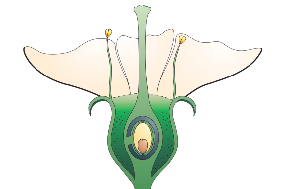 Cerisier - Fleur en CL (infographie) - Formation de la cerise